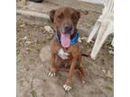 Adopt Alejandro a Chocolate Labrador Retriever, Mixed Breed