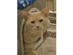 Adopt Macaroni 52497 a Domestic Medium Hair, Domestic Short Hair