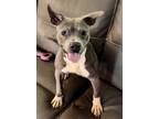 Adopt Saint a American Staffordshire Terrier, Mixed Breed