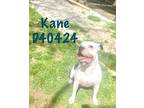 Adopt Kane Kane a Pit Bull Terrier