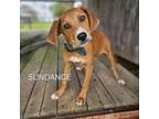 Adopt Sundance a Redbone Coonhound