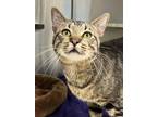 Adopt Collard a Domestic Short Hair