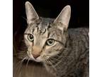 Adopt Diamond Moon a Domestic Short Hair