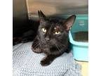 Adopt Willy Peas a Domestic Short Hair
