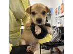 Adopt Franco / 0415 a Shepherd, Pit Bull Terrier