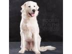 Adopt Apollo a Great Pyrenees