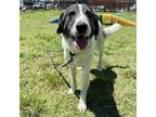 Adopt Russo a Anatolian Shepherd, Mixed Breed