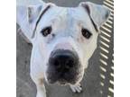 Adopt Barry White a Pit Bull Terrier, Mixed Breed