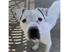 Adopt Barry White a Pit Bull Terrier, Mixed Breed