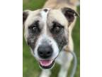Adopt Max a Pit Bull Terrier, Mixed Breed
