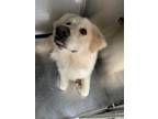 Adopt Peppermint Butler a Great Pyrenees, Mixed Breed