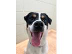 Adopt Charlie a Jack Russell Terrier
