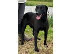 Adopt Bug Bear a Labrador Retriever