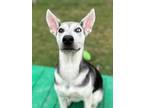 Adopt Tony a Husky, Shar-Pei