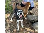 Adopt Stetson a Husky