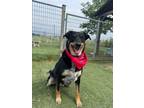 Adopt Gordo a Rottweiler