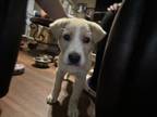 Adopt A708527 a Labrador Retriever