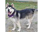 Adopt Odin D44718 a Husky