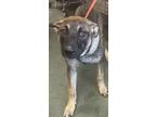 Adopt Great Odin`s Raven a Shepherd, Mixed Breed