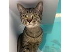 Adopt Butters - RN a Domestic Short Hair