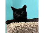 Adopt Gomez a Domestic Short Hair