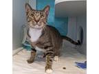 Adopt Boots - RN a Domestic Short Hair