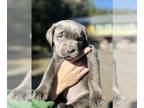 Cane Corso PUPPY FOR SALE ADN-774524 - Cane Corso Puppies AKC ICCF Bozeman
