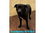 Adopt Dog Kennel #30 Snoop a Pit Bull Terrier, Mixed Breed