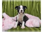 Boston Terrier PUPPY FOR SALE ADN-774493 - Autumn