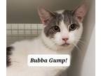 Adopt Bubba Gump a Domestic Short Hair