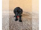 Goldendoodle (Miniature) PUPPY FOR SALE ADN-774469 - F1b golden doodles