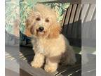 Poodle (Toy) PUPPY FOR SALE ADN-774464 - Apricot Toy Poodle