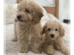 Poodle (Toy) PUPPY FOR SALE ADN-774464 - Apricot Toy Poodle