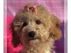 Poodle (Toy) PUPPY FOR SALE ADN-774464 - Apricot Toy Poodle