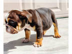 English Bulldog PUPPY FOR SALE ADN-774462 - English Bulldogs
