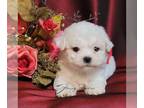 Bichon Frise PUPPY FOR SALE ADN-774243 - Stunning Bichon Frise