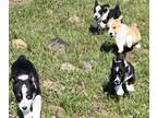 Pembroke Welsh Corgi PUPPY FOR SALE ADN-774416 - Corgi puppies litter for sale