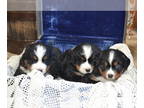 Bernese Mountain Dog PUPPY FOR SALE ADN-774361 - 3 boys in the liter