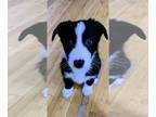 Shollie PUPPY FOR SALE ADN-774384 - Border collie German Shepard mix puppies