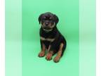 Rottweiler PUPPY FOR SALE ADN-774381 - Banks