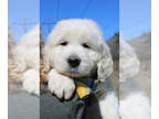 Goldendoodle PUPPY FOR SALE ADN-774365 - English Cream Goldendoodle