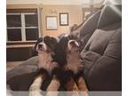 Bernese Mountain Dog-Cavalier King Charles Spaniel Mix PUPPY FOR SALE ADN-774362