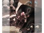 Boston Terrier PUPPY FOR SALE ADN-774335 - Litter of 8