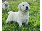 English Cream Golden Retriever PUPPY FOR SALE ADN-774318 - Amazing family loved