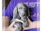 Weimaraner PUPPY FOR SALE ADN-774306 - AKC Blue Weimaraner