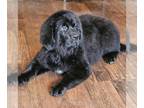 Newfoundland PUPPY FOR SALE ADN-774304 - AKC Female Newfoundland Puppy