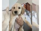 Golden Retriever PUPPY FOR SALE ADN-774232 - Ready Now full AKC golden