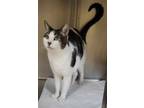 Adopt HENRY a Domestic Short Hair