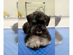 Schnauzer (Miniature) PUPPY FOR SALE ADN-774538 - Miniature schnauzers boy