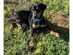 Doberman Pinscher PUPPY FOR SALE ADN-774488 - Spencer Black and tan Doberman